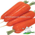 New crop Carrot/Fresh carrot/China carrot from Brother kingdom